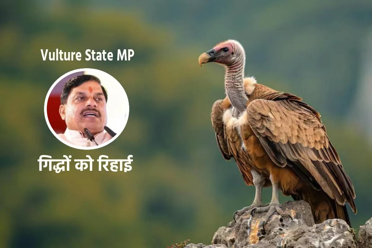 Vulture State mp counting vulture in MP