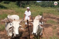 हालमा प्रथा