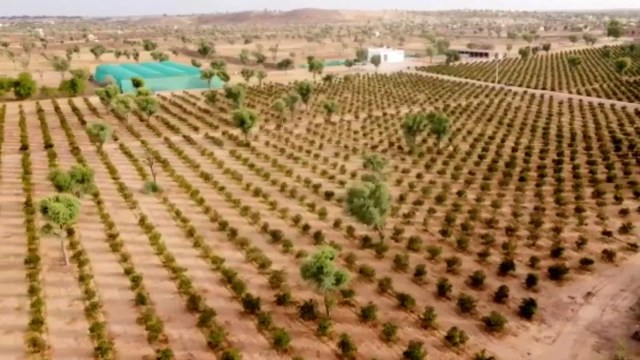 नागौर के कालड़ी गांव में अनार की खेती