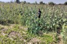 arandi ki fasal, Castor, Castor cultivation, Castor crop, Castor cultivation in Sirohi, Castor crop in Rajasthan, Sirohi news, Rajasthan news, अरंडी, अरंडी की खेती, अरंडी की फसल, अरंडी की खेती इन सिरोही, अरंडी की फसल इन राजस्थान, सिरोही न्यूज, राजस्थान न्यूज
