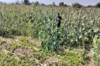 arandi ki fasal, Castor, Castor cultivation, Castor crop, Castor cultivation in Sirohi, Castor crop in Rajasthan, Sirohi news, Rajasthan news, अरंडी, अरंडी की खेती, अरंडी की फसल, अरंडी की खेती इन सिरोही, अरंडी की फसल इन राजस्थान, सिरोही न्यूज, राजस्थान न्यूज