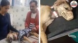 bijnor temple dog returns after treatment