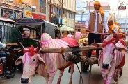 bihar unique weeding, bihar news , samastipur news