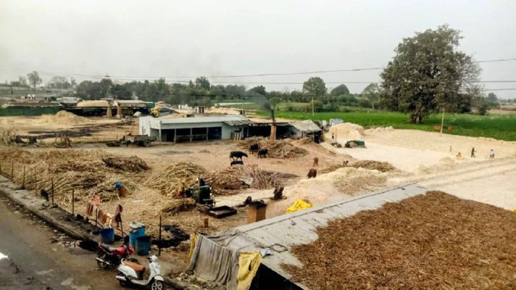 यूपी का मुजफ्फरनगर भले ही एशिया की सबसे बड़ी गुड़मंडी है। आंध्र प्रदेश के अमकापल्ली और महाराष्ट्र के कोल्हापुर की गुड़मंडी का बड़ा नाम है। लेकिन नरसिंहपुर के गुड़ की मिठास के आगे ये सब फीके हैं। गाडरवारा के जैविक गुड़ की दीवानगी पूरी दुनिया में बड़ी तेजी से बढ़ रही है। 