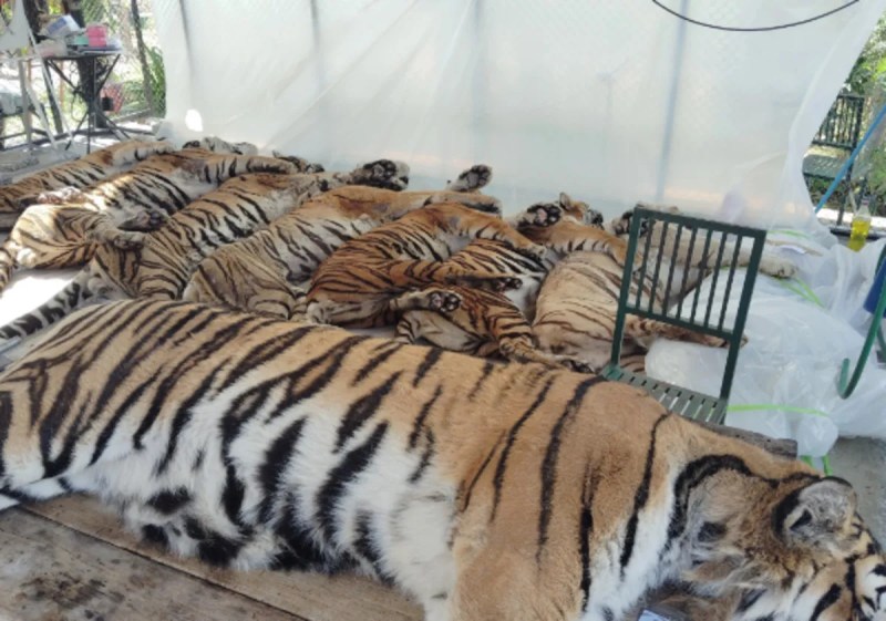 Captive tigers