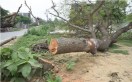 Trees being cut for road construction