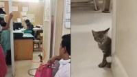 cat and her kitten seen in MYH indore raised serious questions on safety mp news