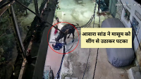 stray bull attacks 6 year old child viral video gwalior mp news
