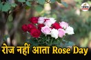 Rose Day Valentine Week Celebration