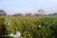 फसल पर गर्मी और रोगों का दोहरा हमला