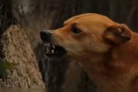 dog attack, dog attack in school, dog attack in Rajasthan, dog attack in Bundi, girl bitten by dogs, Bundi news, Rajasthan news, कुत्तों का हमला, स्कूल में कुत्तों का हमला, राजस्थान में कुत्तों का हमला, बूंदी में कुत्तों का हमला, लड़की को कुत्तों ने काटा, बूंदी न्यूज, राजस्थान न्यूज