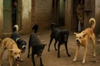 dog attack, dog attack on girl, dog attack in kota, dog attack news, kota news, rajasthan news