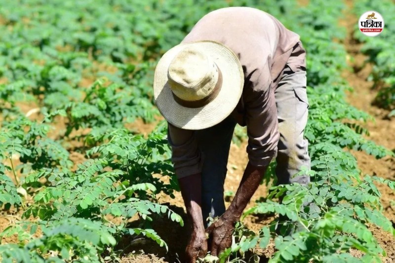 Rajasthan Farmers can earn lakhs Rupees this medicinal plant Drumstick produces gold even in barren land