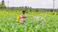 Farmer in Karnataka