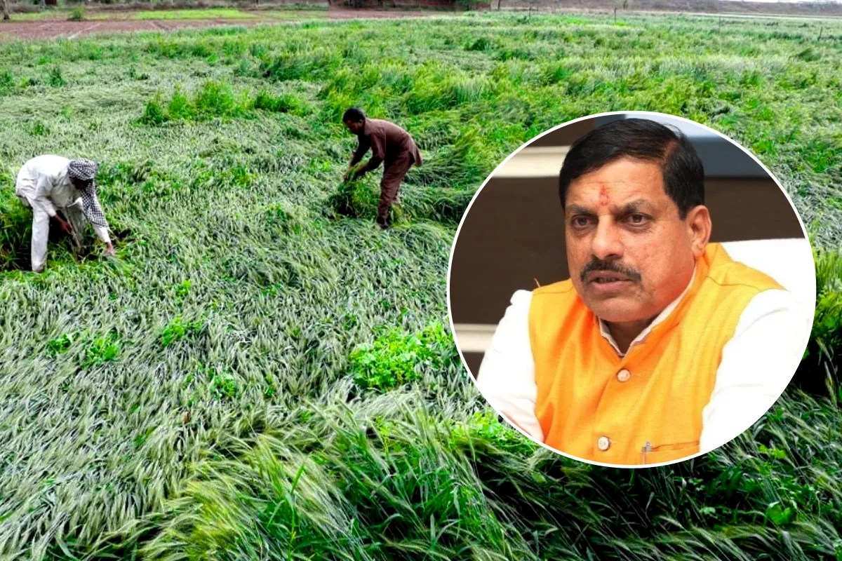 Rain Damages Crops
