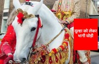 Wedding horse jumps into a well in Khandwa