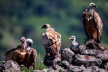 Vulture Count In MP