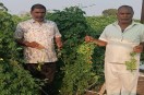 Bitter gourd crop has ruined farmers' calculations...small size, turning yellow