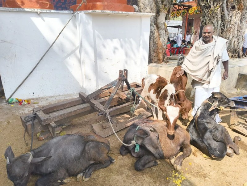 हुब्बल्ली के गदग रोड स्थित बालाजी गौशाला में गायों की सेवा करते अयोध्यादास बैरागी।
