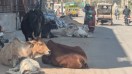 शहर की सड़कों पर लावारिस गोवंश का जमावड़ा
