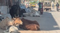 शहर की सड़कों पर लावारिस गोवंश का जमावड़ा