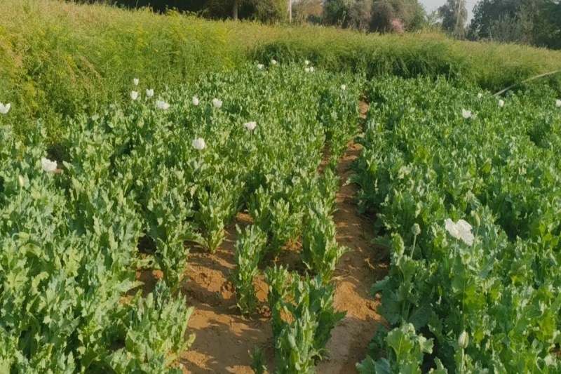 Opium cultivation, illegal cultivation of opium, illegal cultivation of opium in Phalodi, Phalodi News, Rajasthan News, opium worth Rs 6 crore, opium worth Rs 6 crore in Phalodi, अफीम की खेती, अफीम की अवैध खेती, फलोदी में अफीम की अवैध खेती, फलोदी न्यूज, राजस्थान न्यूज, 6 करोड़ की अफीम, फलोदी में 6 करोड़ की अफीम