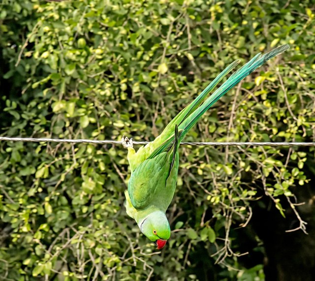 Opium-addicted parrots