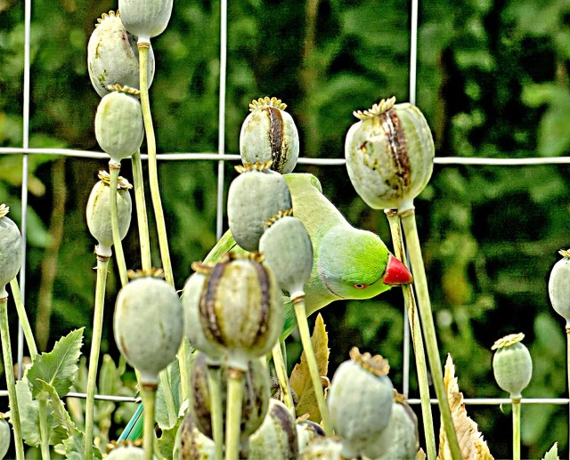Opium-addicted parrots