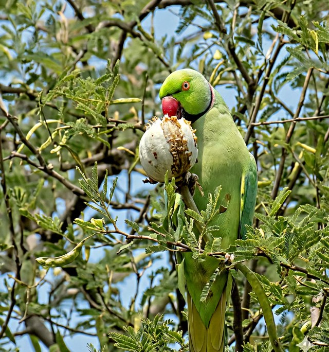Opium-addicted parrots