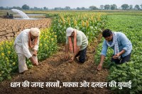 CG News: छत्तीसगढ़ में बदलता खेती का पैटर्न, गर्मी में धान की जगह सरसों, मक्का और दलहन की बुवाई