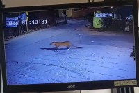 तेंदुए की हलचल