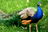 national bird peacock death case in cg