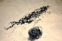 CG News, dhamtari news