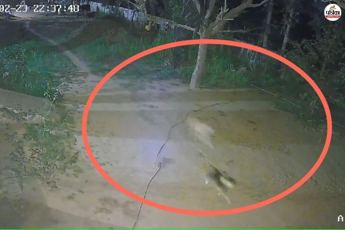 panther in Mehandipur Balaji