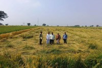 PM Crop Insurance Scheme News