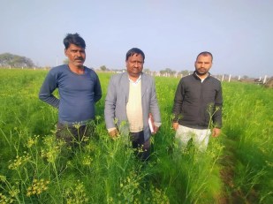 मालपुरा. उपखंड क्षेत्र के एक खेत में लहलहा रही फसल।