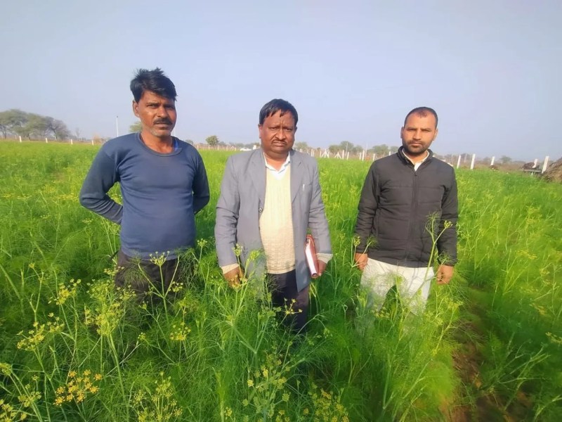 मालपुरा. उपखंड क्षेत्र के एक खेत में लहलहा रही फसल।