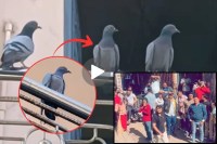 pigeon Viral Video