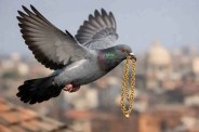 pigeon carrying gold chain in rajasthan
