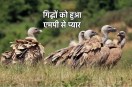 rare vultures in MP