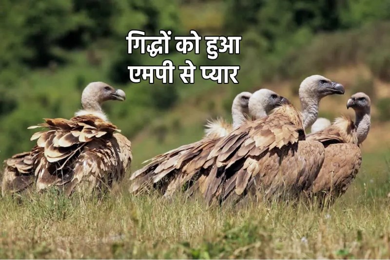 rare vultures in MP