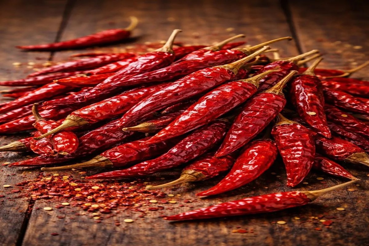 सूखी लाल मिर्च की खेती के रकबे में भारी कमी