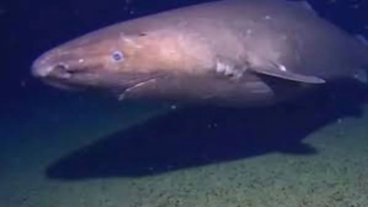 Sleeper shark