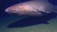 Sleeper shark