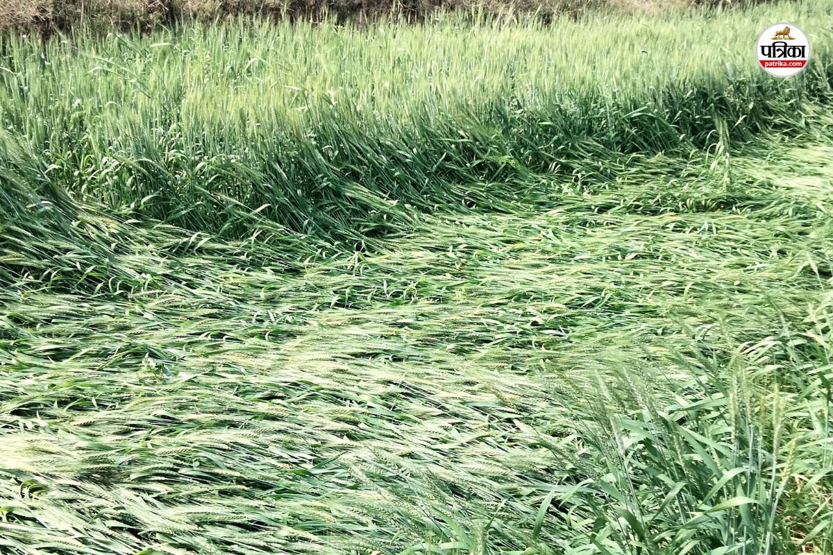 tonk rain damage farmers loss