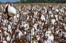 The Radiance of Kasturi—From Farm to Showroom: Now, a QR Code Will Reveal Which Farmer's Cotton Went into Making Your Garment.