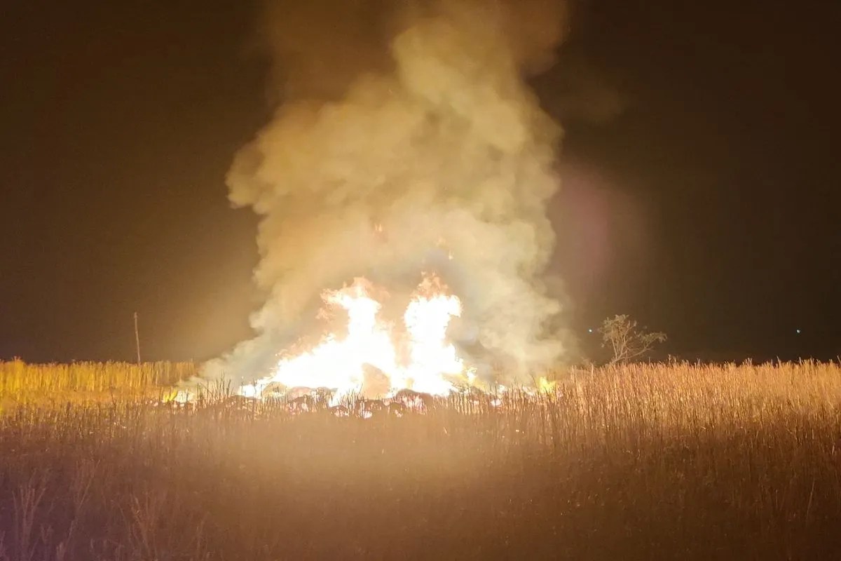 रंजिश के चलते खलिहान में लगाई आग, सरसों की फसल हुई राख Due to enmity, the barn was set on fire, the mustard crop was reduced to ashes