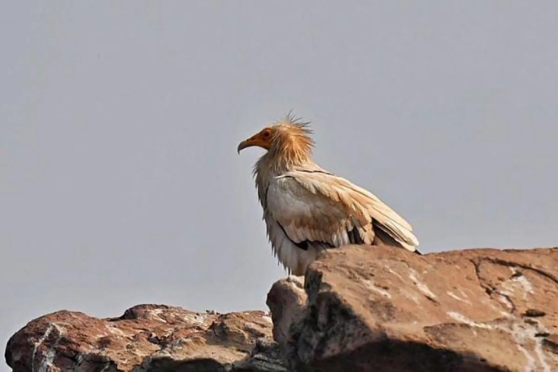 विलुप्त गिद्धों से गुलजार होता रिजर्व एरिया, पांच प्रजातियां मिलीं The reserve area is full of extinct vultures, five species found