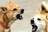 डेढ़ लाख आवारा कुत्तों के बीच डर में जी रही राजधानी, सुप्रीम कोर्ट के आदेश भी बेअसर (फोटो सोर्स : भाषा WhatsApp News Group)