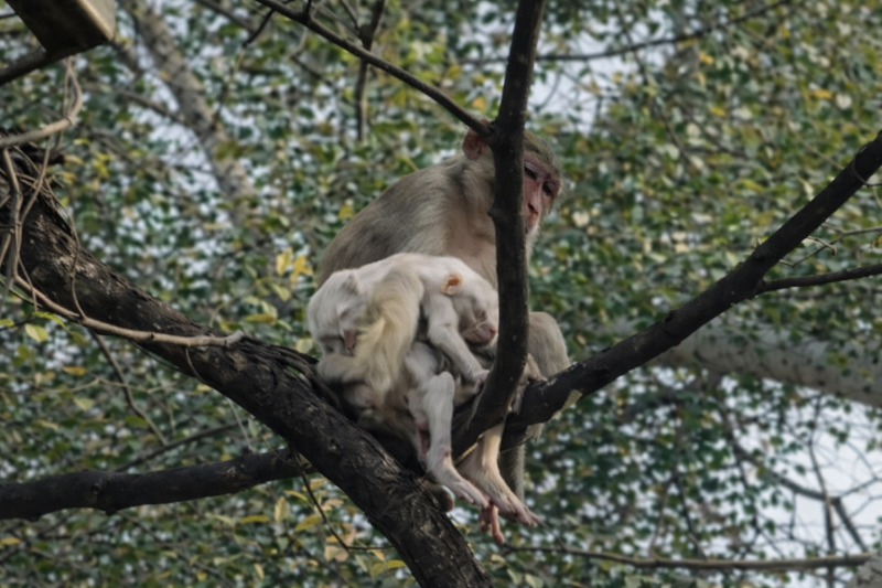 Rajasthan Monkey and Goat Viral video
